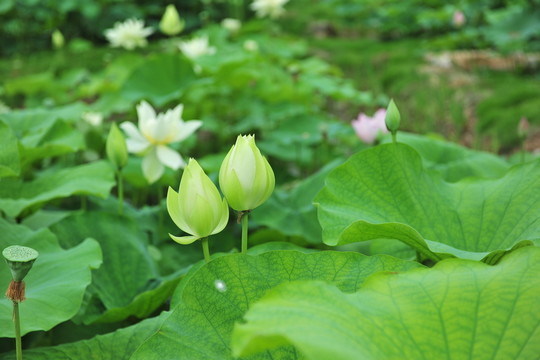 荷花