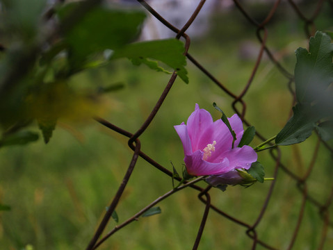 木槿