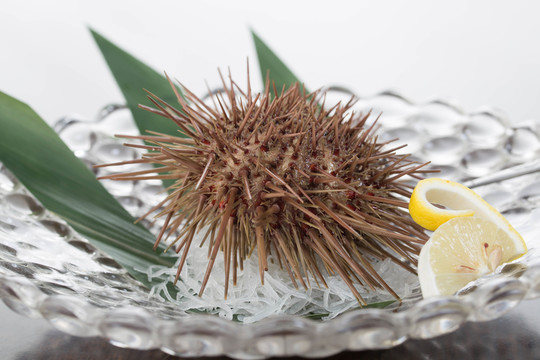 生吃活海膽