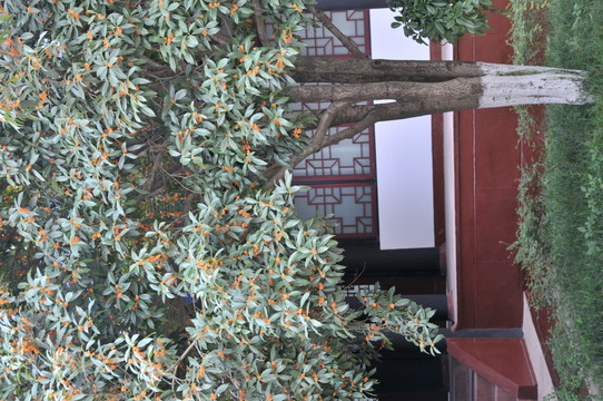 桂花枝