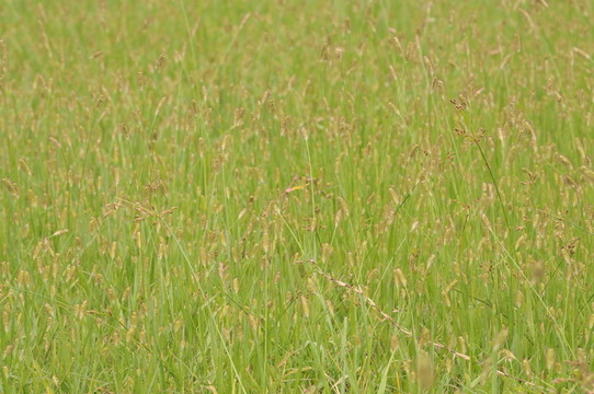 草地