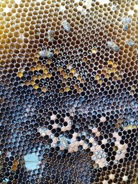 蜜蜂蜂巢
