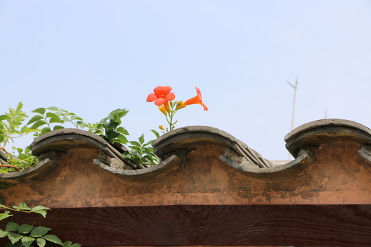 院墻 花 仿古建筑 特寫