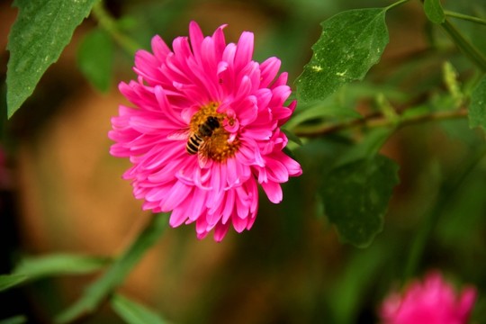 鮮花