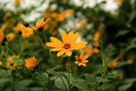 鮮花
