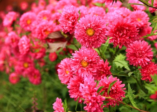 鮮花