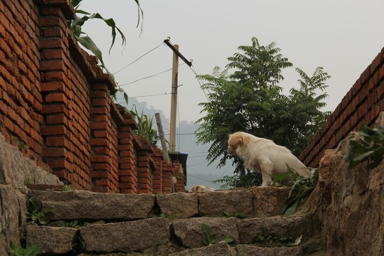 狗兒