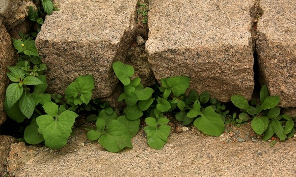 石階與草