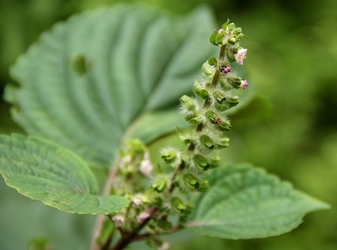 綠色植物