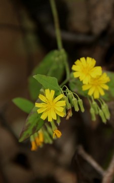 鮮花