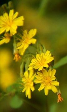 鮮花
