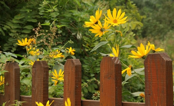 鮮花