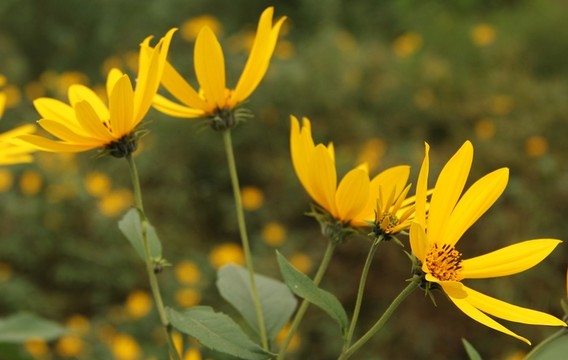 鮮花