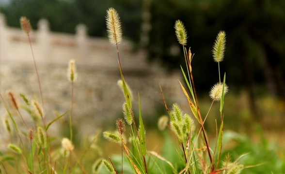 毛毛狗