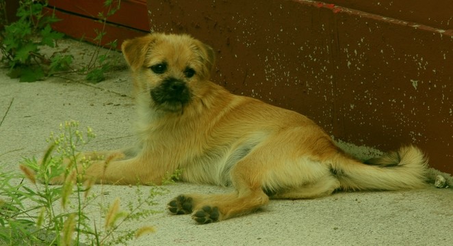 狗
