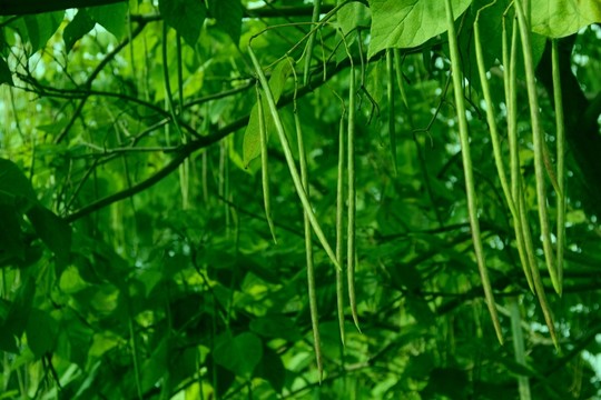 綠色植物