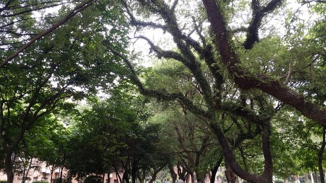 中山大學(xué)校園