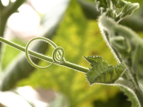 生長(zhǎng)的植物
