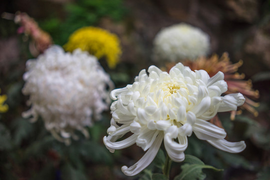 秋菊