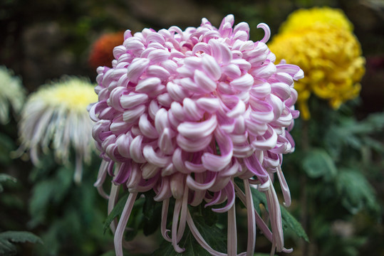 菊花
