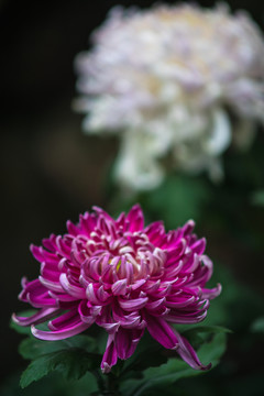 菊花