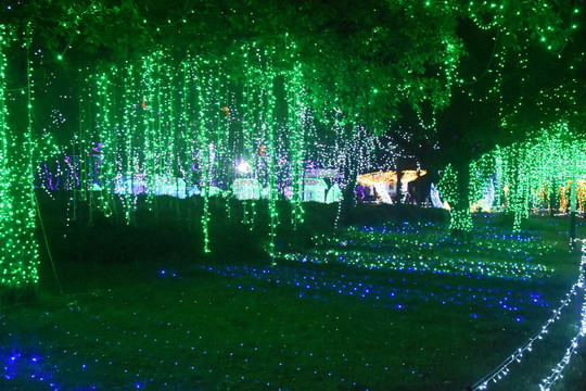 燈光夜景 植物