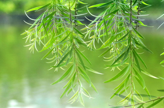 樹枝