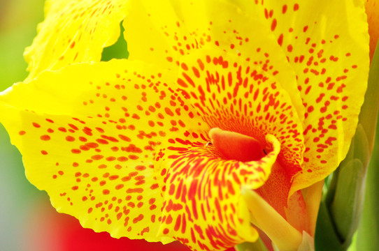 小黃花