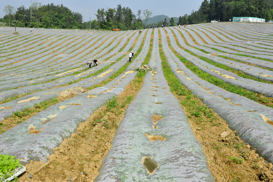 煙田育苗栽培管理