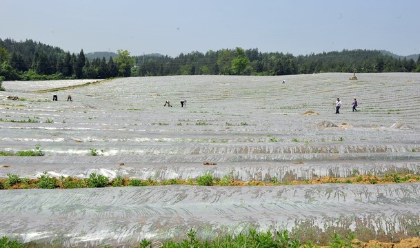 煙田育苗管理