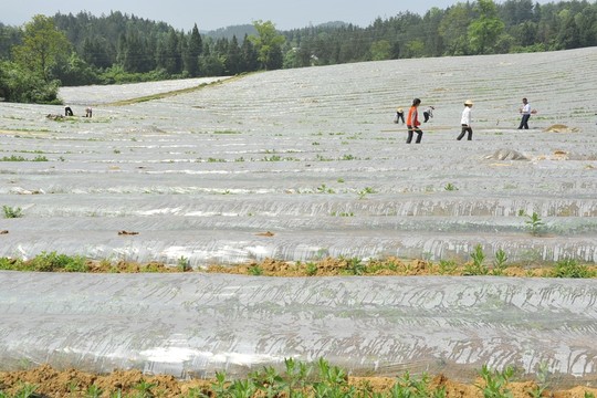煙田育苗管理