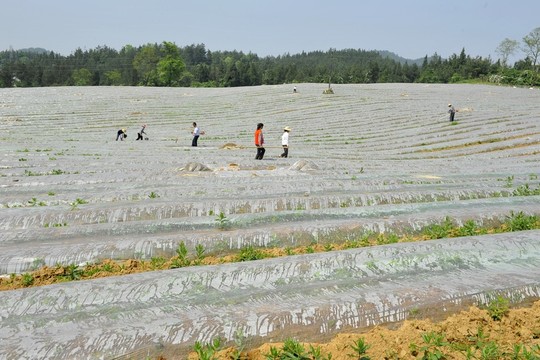 煙田育苗管理