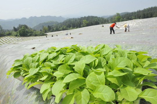 煙葉育苗