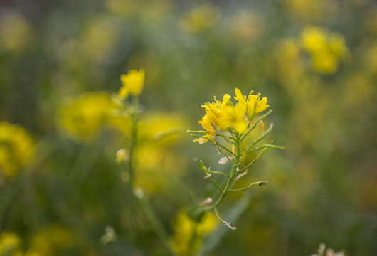 油菜花