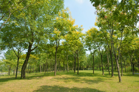 綠樹草地