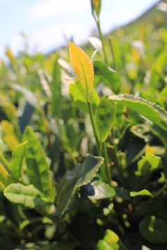 茶 種植 茶園 茶葉