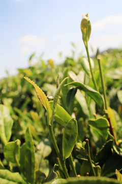 茶 種植 茶園 茶葉