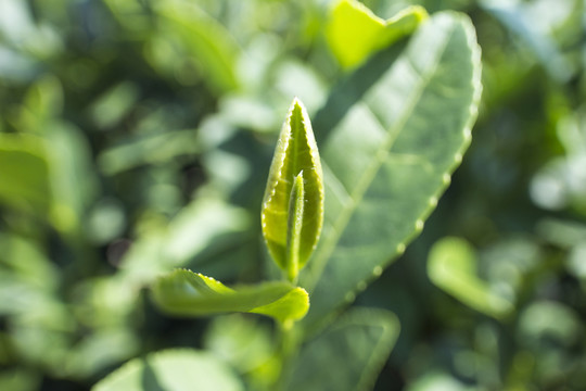 茶 種植 茶園 茶葉
