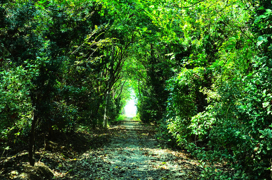 樹林小路