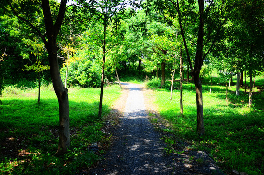 樹林小路