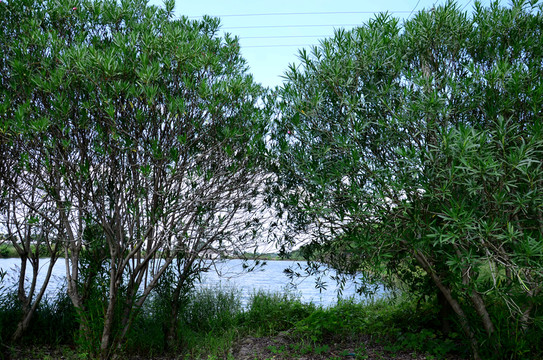 夾竹桃樹林和池塘