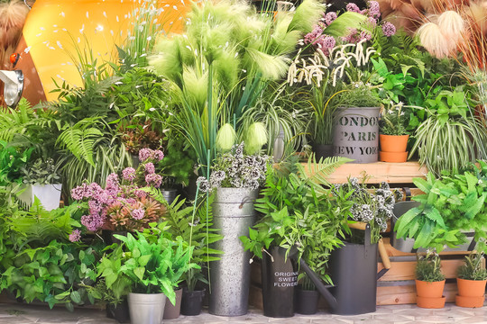 綠色植物花店門口櫥窗陳列