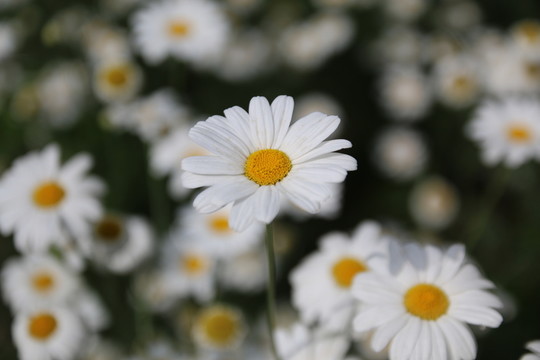 菊花 小丑菊
