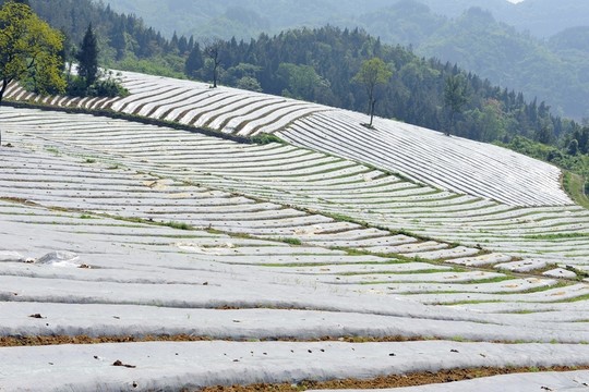 煙葉煙田育苗覆膜