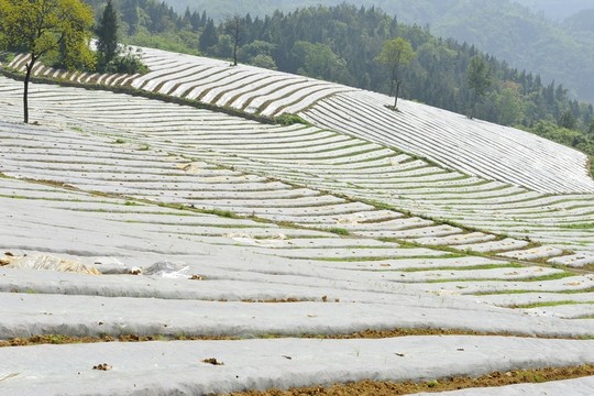 煙葉煙田育苗覆膜