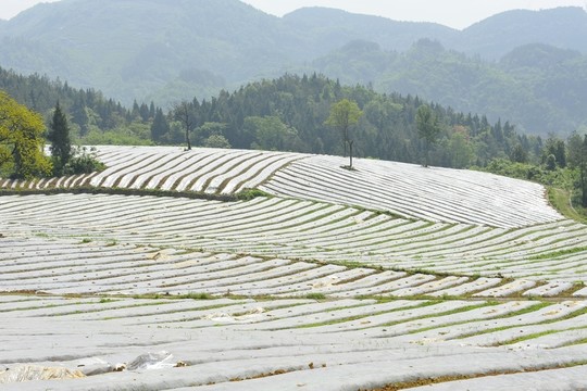 煙葉煙田育苗覆膜
