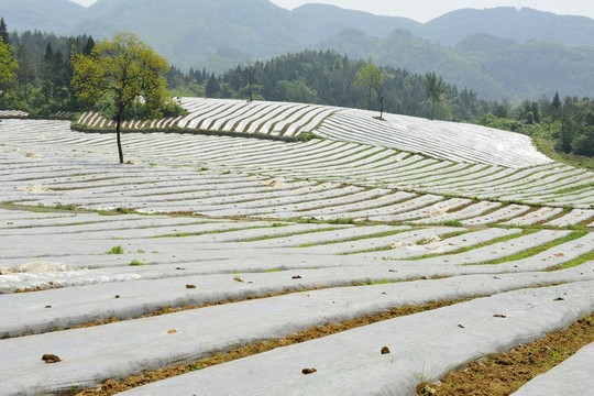 煙葉煙田育苗覆膜