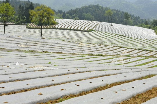 煙葉煙田育苗覆膜