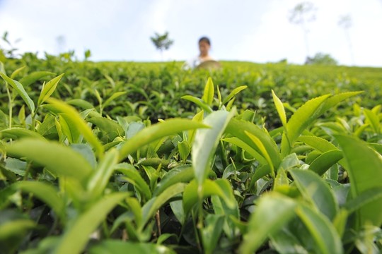 美麗茶園茶葉采摘