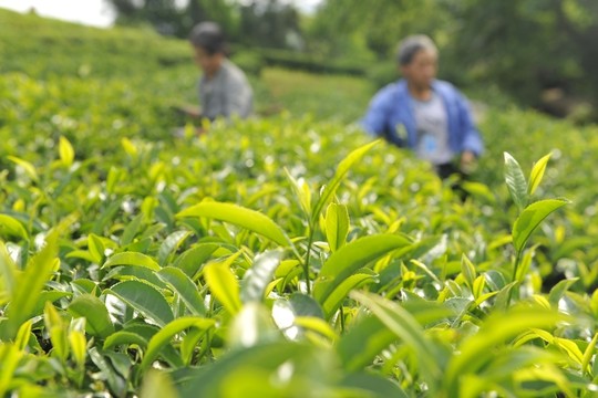 美麗茶園茶葉采摘